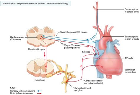 Medulla oblongata anatomy, function, location & medulla oblongata damage