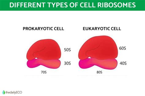 Ribosomes Structure and Function in Biology - Definition With Diagrams