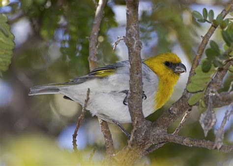 Palila (Loxioides bailleui) | Mauna Kea, Hawai'i Island List… | Flickr