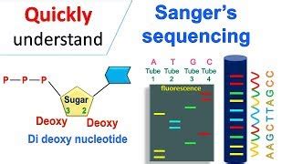 Sanger Sequencing/Chain Termination Method | Doovi