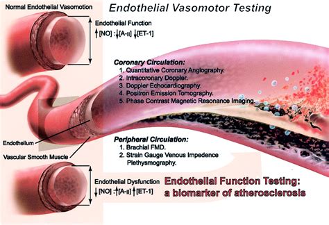 Endothelial Function Testing as a Biomarker of Vascular Disease | Circulation