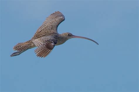 Eastern Curlew | Central QLD Coast Landcare Network