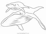 Humpback Whale Coloring Page For Kids  Free Whales Printable sketch template