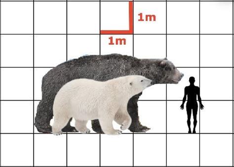 Arctotherium angustidens and Polar Bear size comparison, with average male human for reference ...