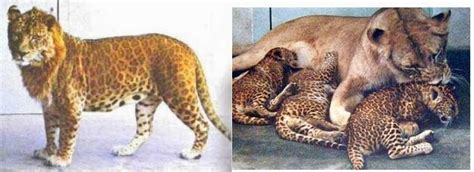 Amazing Leopon : Cross Breed Of A Leopard Male And Lioness | Most ...