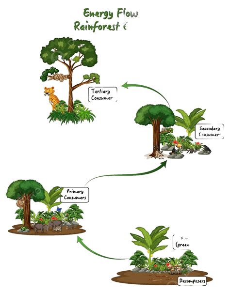 Energy Flow In A Rainforest Ecosystem Diagram Illustration Sciences Cute Vector, Illustration ...