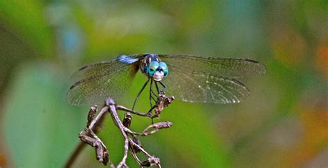 Blue Dasher Dragonfly