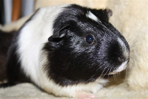 Silky - Male Short-hair Guinea Pig in QLD - PetRescue