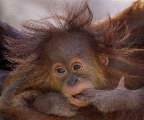 Baby Monkey With Crazy Hair | Best Hairstyle of the Day - Celebrity Haircuts and Hair Color