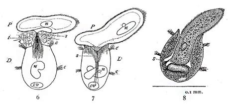 Didiinium nasutum versus Paramecium caudatum Predator and Prey - The Canadian Nature Photographer