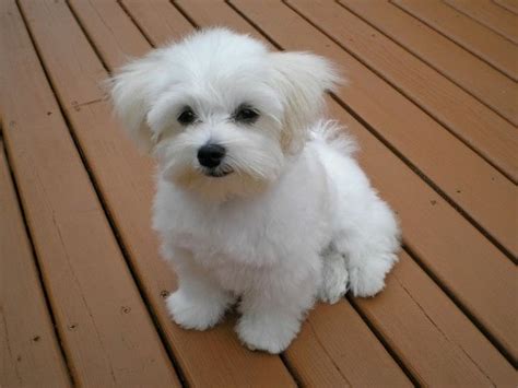 Growth Maltese Bichon - Puppy weight chart Maltese Bichon