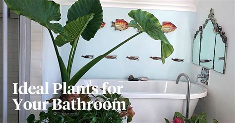 10 Best Bathroom Plants That Absorb Moisture