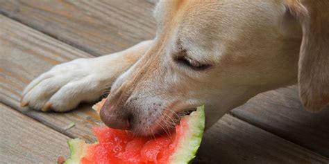 Can Dogs Eat Watermelon White Seeds