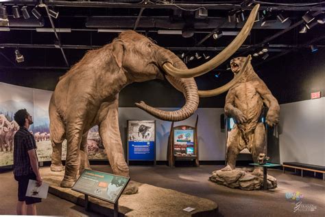 See the World's Best-Preserved Woolly Mammoth in Victoria!