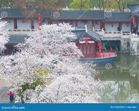 Wuhan East Lake Mountain Cherry Blossom Garden Spring Scenery Stock ...