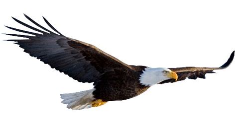 Eagle PNG Images Transparent Free Download