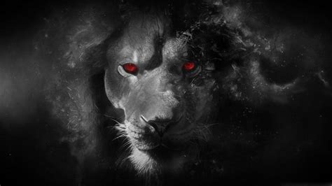 Lion Eyes Wallpapers - Wallpaper Cave