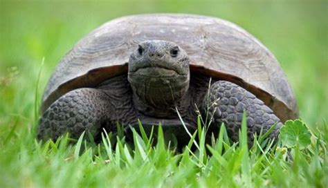 Justice for Grga - The Gopher Tortoise. - The Dodo