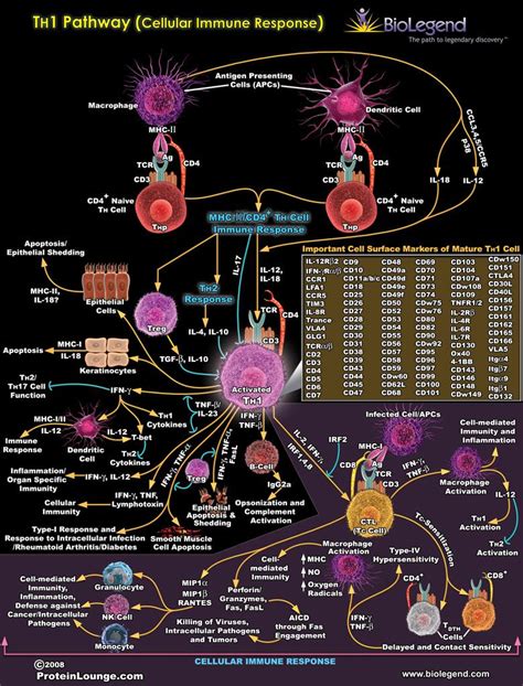 TH1 Pathway (Cellular Immune Response) | Antigen presenting cell, Medical laboratory science ...