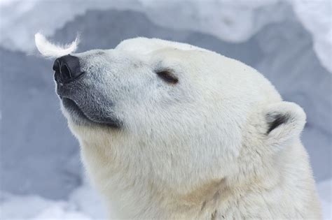 Somerset House - Images. POLAR BEAR PORTRAIT