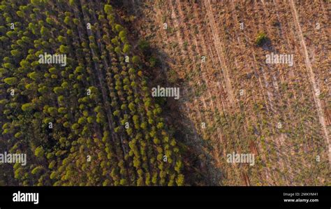 Aerial view of Plantation Eucalyptus trees being harvested for wood ...