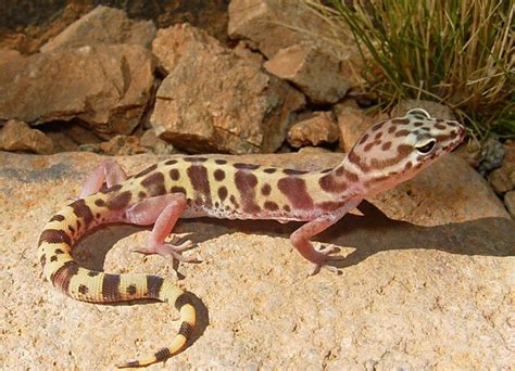 Breeding Banded Geckos - Reptiles Magazine