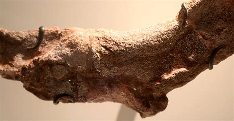 Louisville Fossils and Beyond: Orthacanthus Fish Spine Fossil