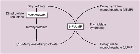 Antineoplastic and Immunomodulating Drugs | Basicmedical Key