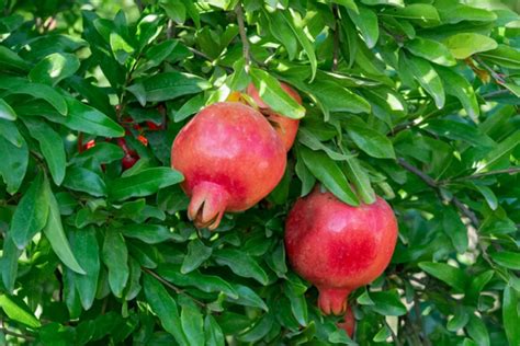 How to Grow and Care for Pomegranate Trees