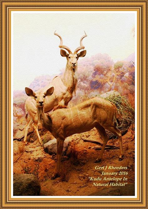 Kudu Antelope In Natural Habitat P A With Decorative Ornate Printed Frame. Painting by Gert J ...