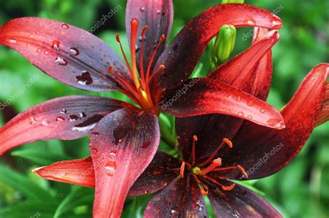 Red and Black Lily Flower Close-up After Rain — Stock Photo © amarosy ...