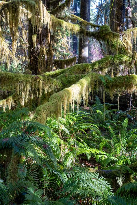 Visiting the Hoh Rainforest in Winter: Everything You Need to Know