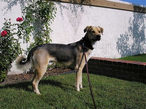 Akita Shepherd (Akita x German Shepherd Mix), Temperament, Puppies ...