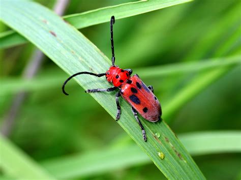 Reflections: Ada Hayden Heritage Park: July 13, 2015: Red Milkweed Beetle