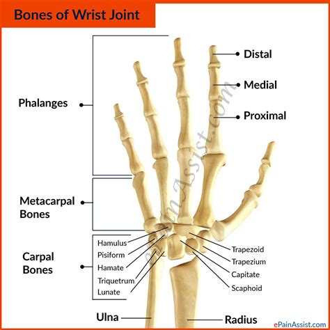 Anatomy Of Hand Joints - The Anatomy Stories