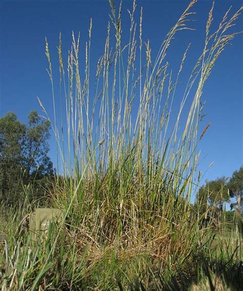 Festuca Plant Growing & Care Guide for Gardeners