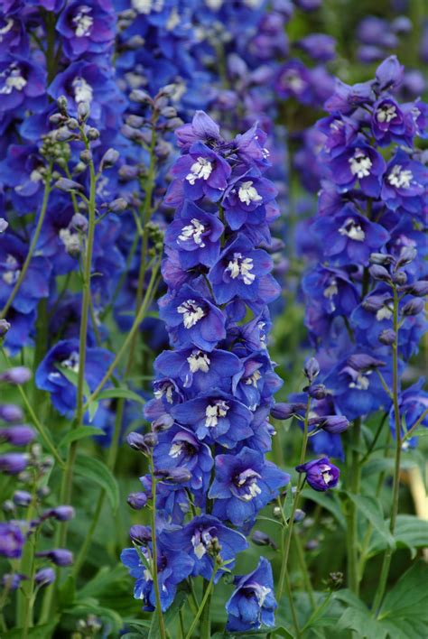 Delphinium 'Desante Blue' | Delphinium flowers, Larkspur plant, Delphinium