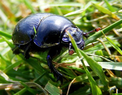 Black Sexton Beetle – Identification, Life Cycle, Facts & Pictures