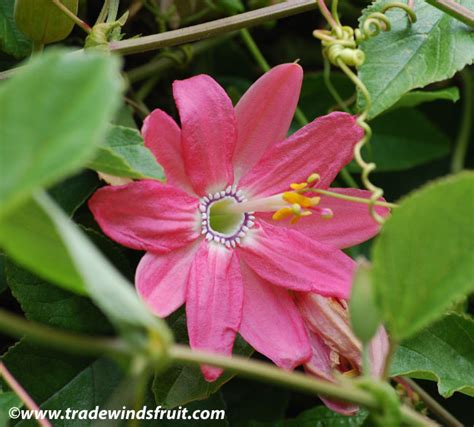 Banana Passion Fruit - Passiflora mollissima - Seeds