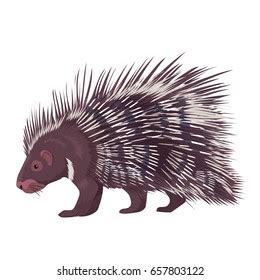 Cute Cartoon Porcupine North America Wild: เวกเตอร์สต็อก (ปลอดค่าลิขสิทธิ์) 1228243489 ...