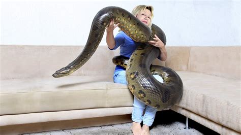 GIANT ANACONDA!...Meet Anaconda Named Medusa - YouTube