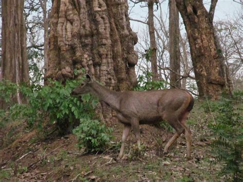 INDIAN TOUR: forest animals in india