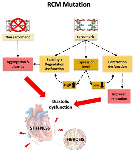 IJMS | Free Full-Text | Genetic Restrictive Cardiomyopathy: Causes and ...