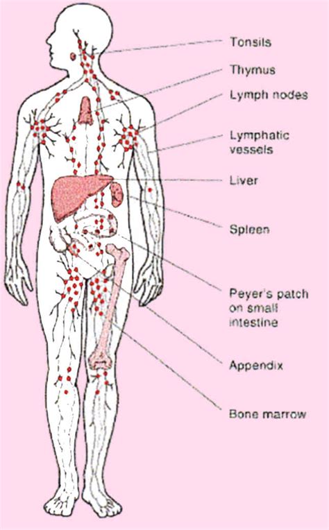 It's Your Life: Detoxing Lymph Nodes With the Rebounder