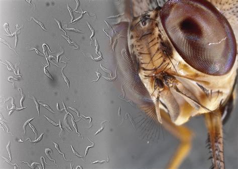 A Tsetse Fly’s Bite Can be Fatal. New YSPH Research Takes a Step Toward ...