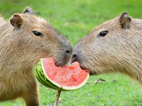 VIDEO: Water Delicious Treat: Polar Bears Beat The Heat By Snacking On Melons - The Tennessee ...