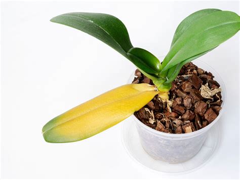 Orchid Diseases And Treatment: Learn About Treating Common Orchid Diseases