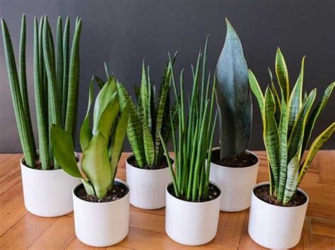 15 Different Types of Snake Plants (Sansevieria Types)