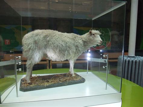 Dolly the Sheep - the National Museum of Scotland | National museum ...