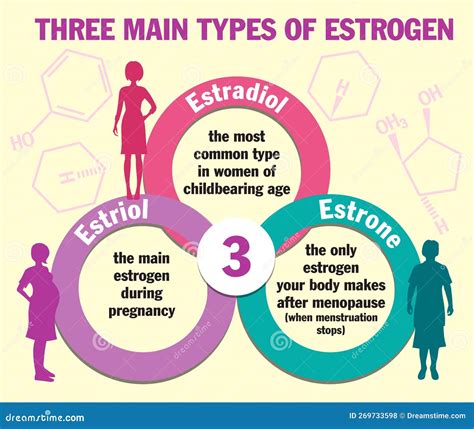 Three Main Types Of Estrogen. Infographics. Estradiol, Estrone And ...